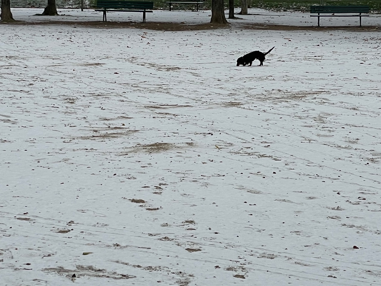 滞仏日記「初雪で真っ白になったパリ。ぼくは息子のプレゼントを買いに行く」