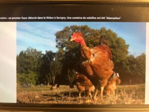 パリ最新情報「フランスで鳥インフルエンザが深刻化。鶏肉・卵・フォアグラの価格が高騰」