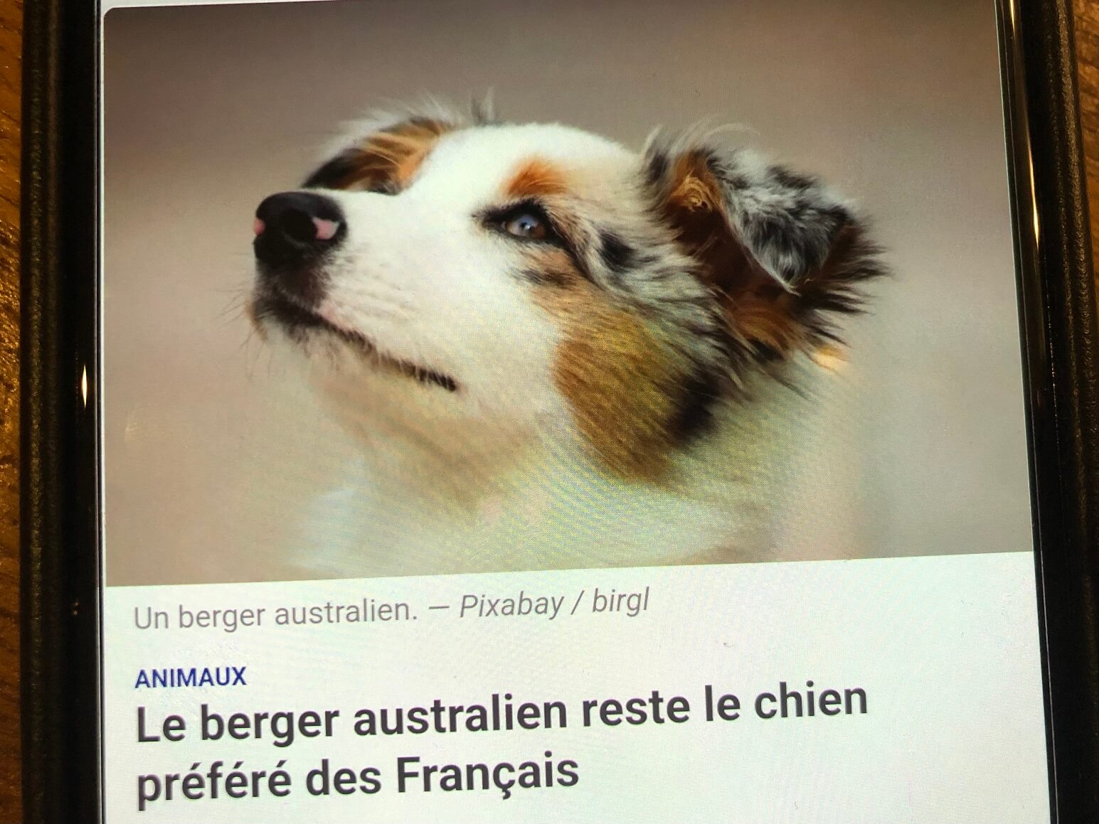 パリ最新情報「フランスで生まれたワンちゃん、どの犬種が多かった？日本の柴犬は人気上昇中」