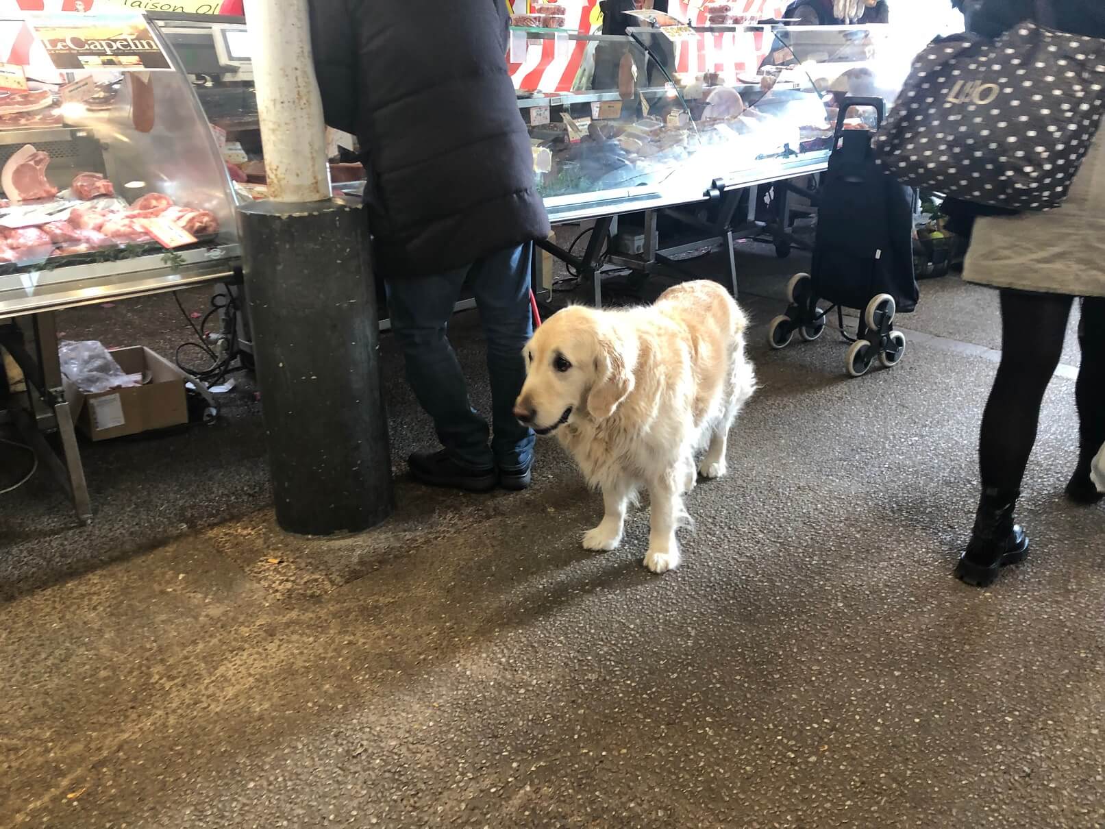 パリ最新情報「フランスで生まれたワンちゃん、どの犬種が多かった？日本の柴犬は人気上昇中」