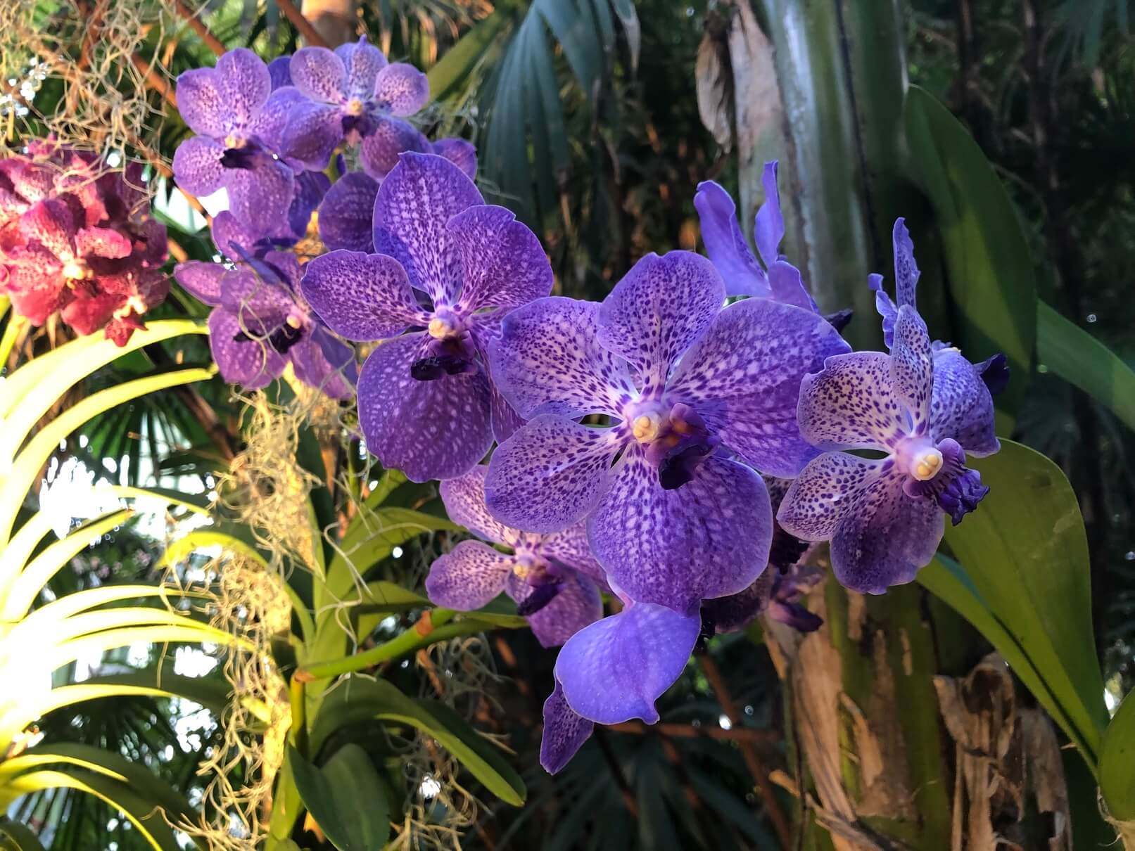 パリ最新情報「パリと蘭の素敵な関係、『千と一輪の蘭の花』。パリ植物園に春がやってきた！」