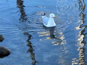 辻村だより、２３