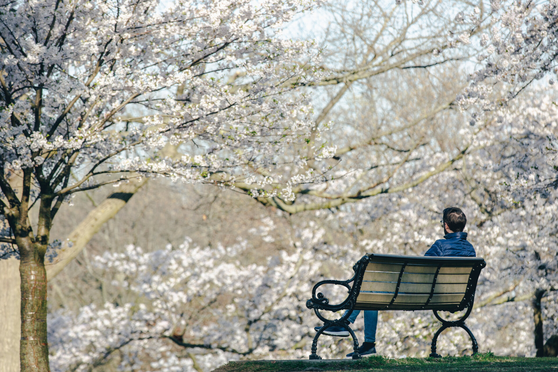 音楽をめぐる欧州旅「ベートーヴェンとボンの八重桜」