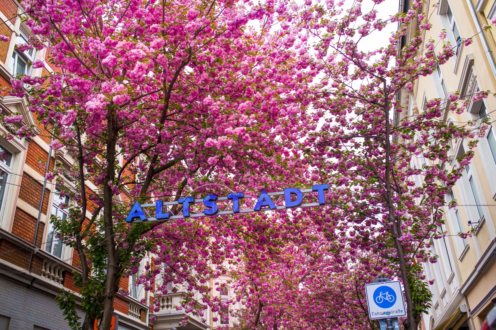 音楽をめぐる欧州旅「ベートーヴェンとボンの八重桜」