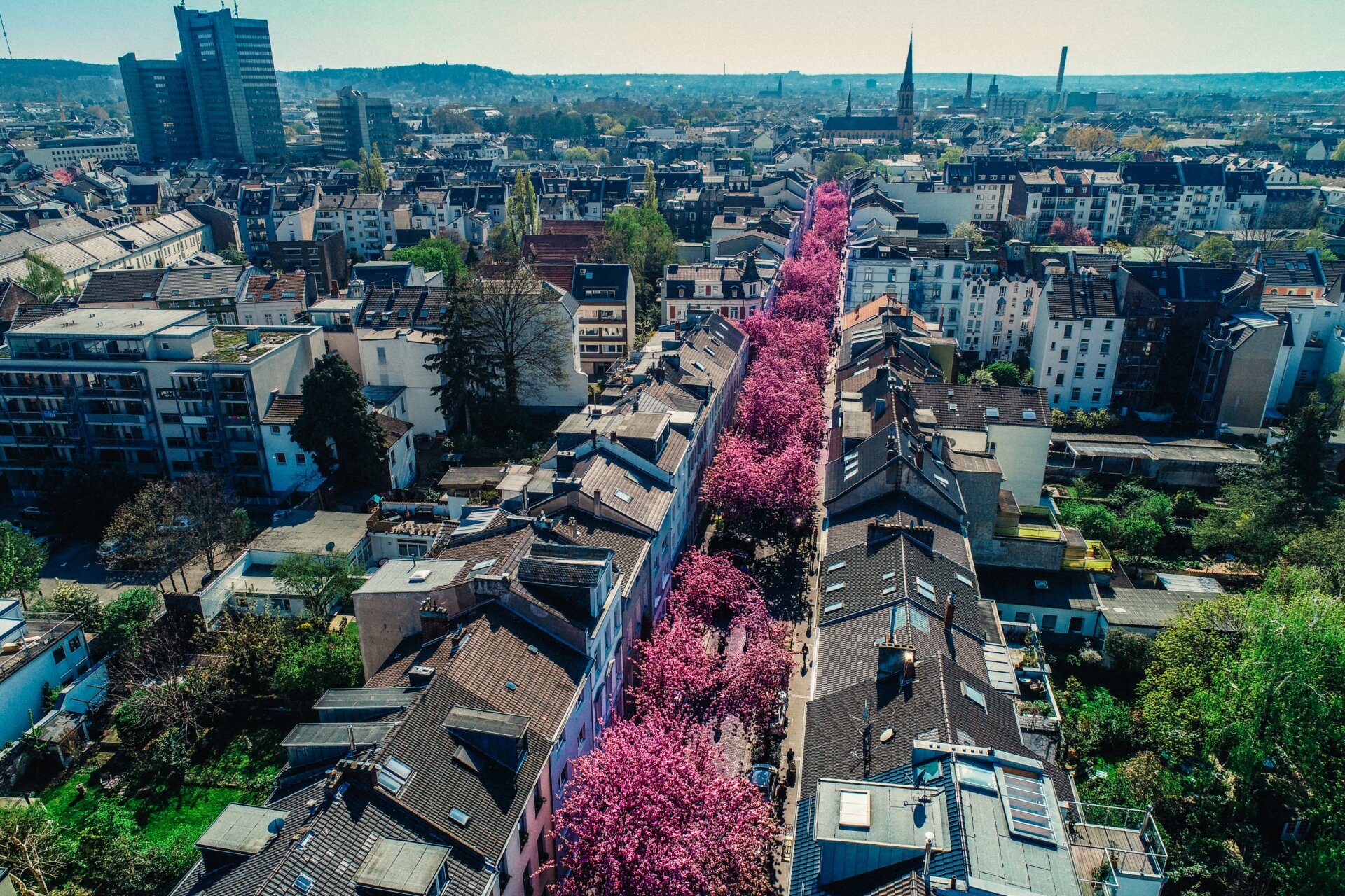 音楽をめぐる欧州旅「ベートーヴェンとボンの八重桜」