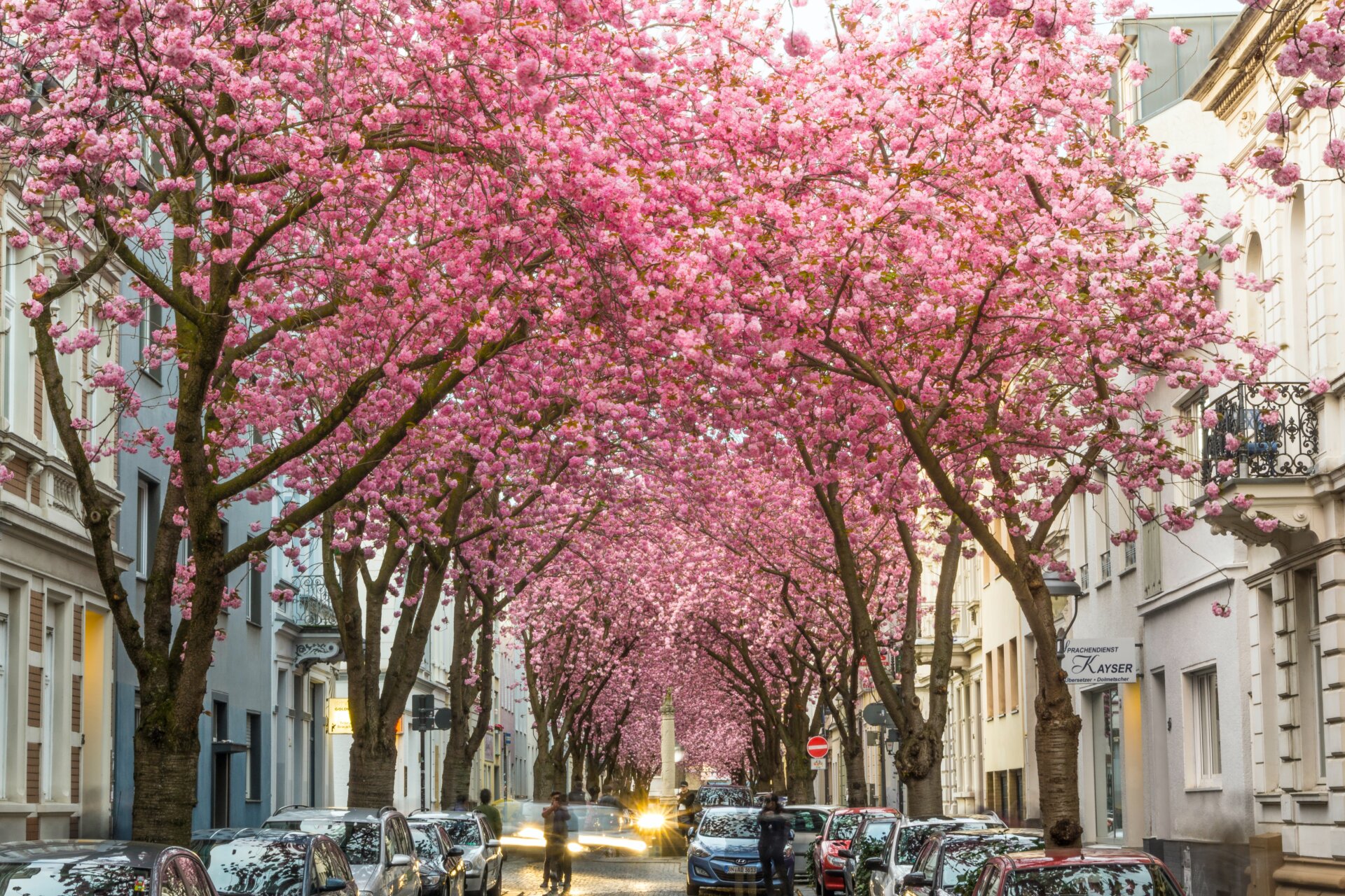 音楽をめぐる欧州旅「ベートーヴェンとボンの八重桜」