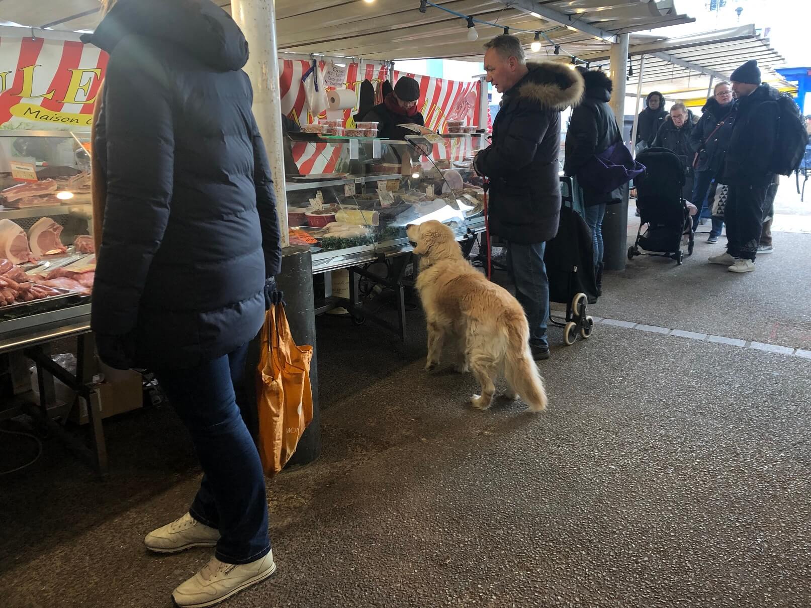 パリ最新情報「病気を匂いで感知する嗅覚犬。フランスではコロナウィルスやパーキンソン病も可能に」