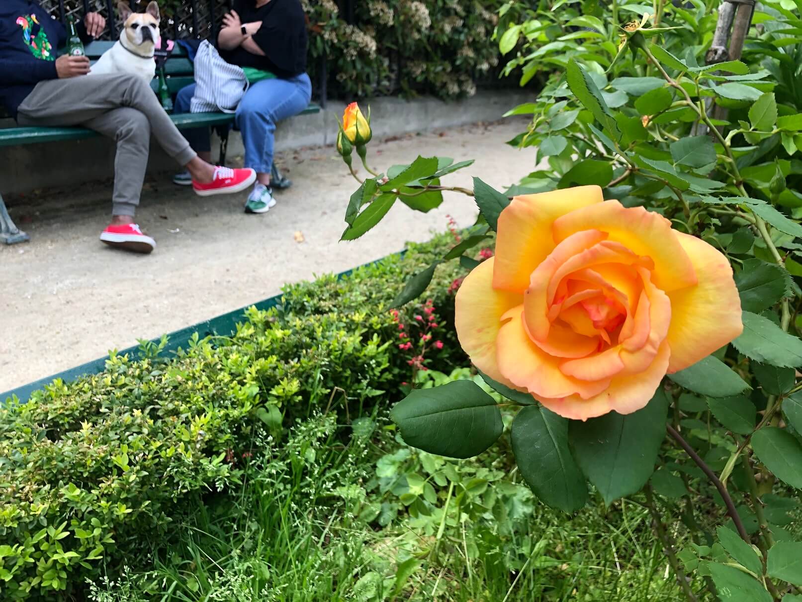 パリ最新情報「パリ、秘密の薔薇園がマレ地区に。」