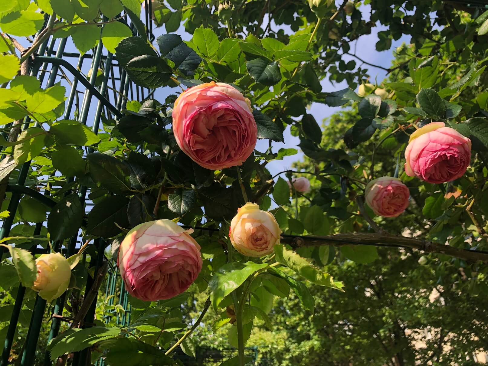 パリ最新情報「パリ、秘密の薔薇園がマレ地区に。」