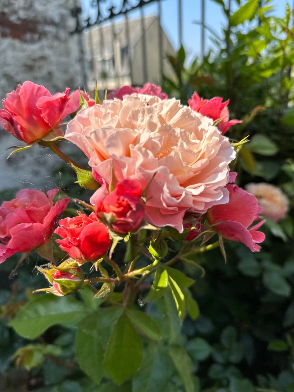 滞仏日記「薔薇が咲いた、真っ赤な薔薇が、寂しかったぼくの庭に薔薇が咲いた」