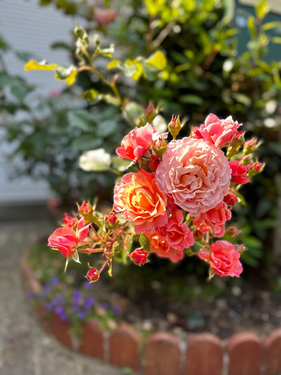 滞仏日記「薔薇が咲いた、真っ赤な薔薇が、寂しかったぼくの庭に薔薇が咲いた」