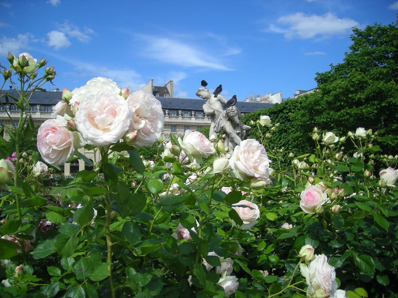 パリ最新情報「パリ、秘密の薔薇園がマレ地区に。」