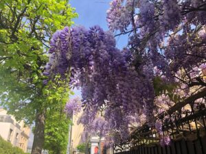 パリ最新情報「藤に彩られた5月のフランス、心温まる種のお裾分けも。」