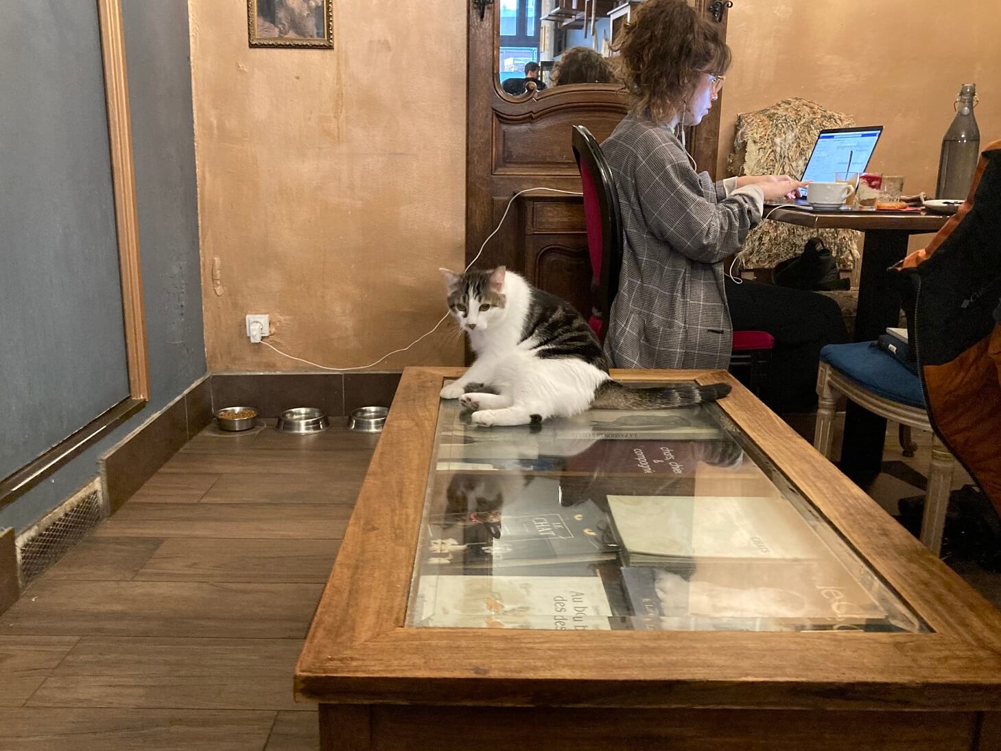 パリ最新情報「日本をお手本に。バカンス中でも行列の、パリ式猫ちゃんカフェ」