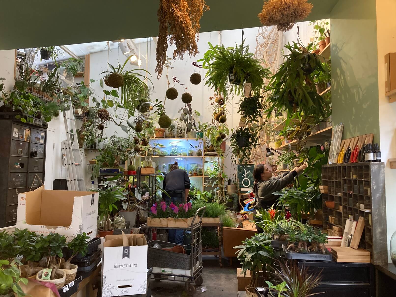 パリ最新情報「日本の苔玉、“kokedama アート”としてパリに浸透」