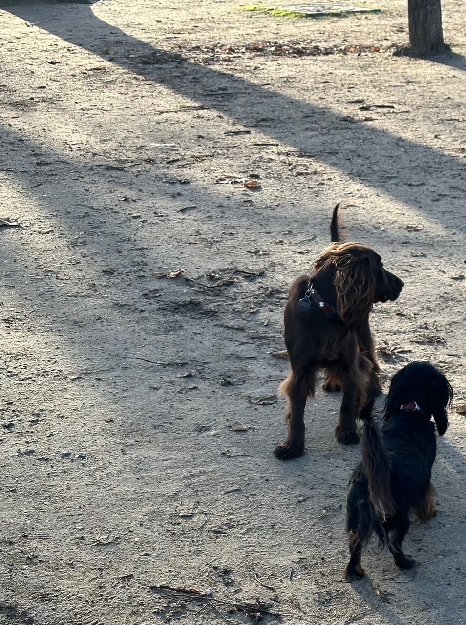 退屈日記「世にも奇妙な犬仲間たち。犬を飼う人の不思議な連帯」