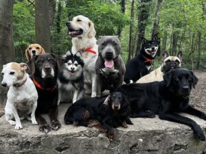 滞仏日記「犬もよちよち歩きの赤ちゃんさえも怖いビビりの三四郎。なぜこうなった！」