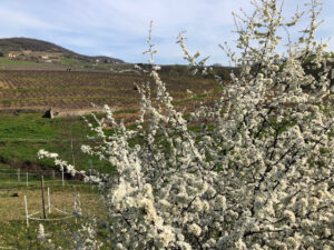 フランスの田舎で暮らす：ビオ（有機農法）のワインを支える頼もしい仲間たち