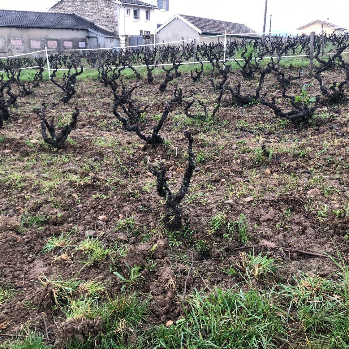 フランスの田舎で暮らす：ビオ（有機農法）のワインを支える頼もしい仲間たち