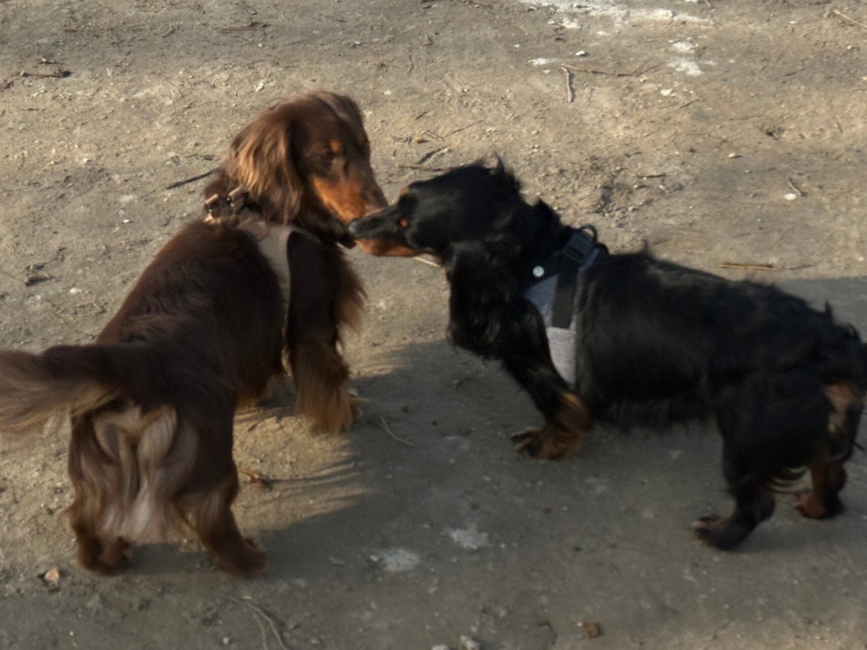 退屈日記「世にも奇妙な犬仲間たち。犬を飼う人の不思議な連帯」