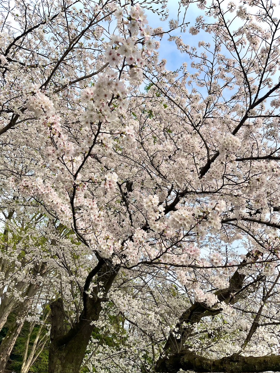 退屈ひとりごと日記「誰にも愛されていないと思う日曜日の朝に」