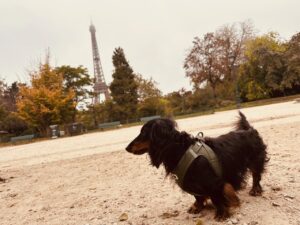 フランス愛犬日記「三四郎の体調が今ひとつ悪く、元気がないさんちゃん。愛犬と生きる」