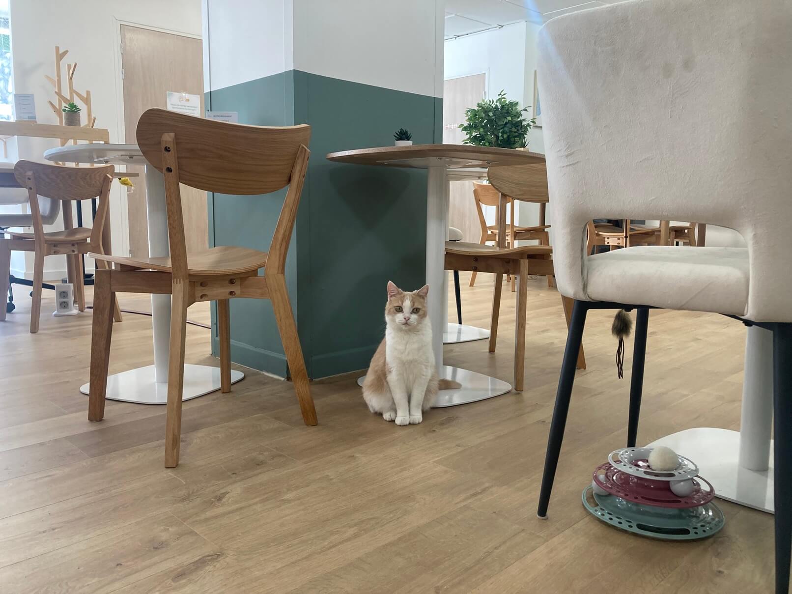 猫のとなりで働く。パリの“里親も見つかる”コワーキングカフェ
