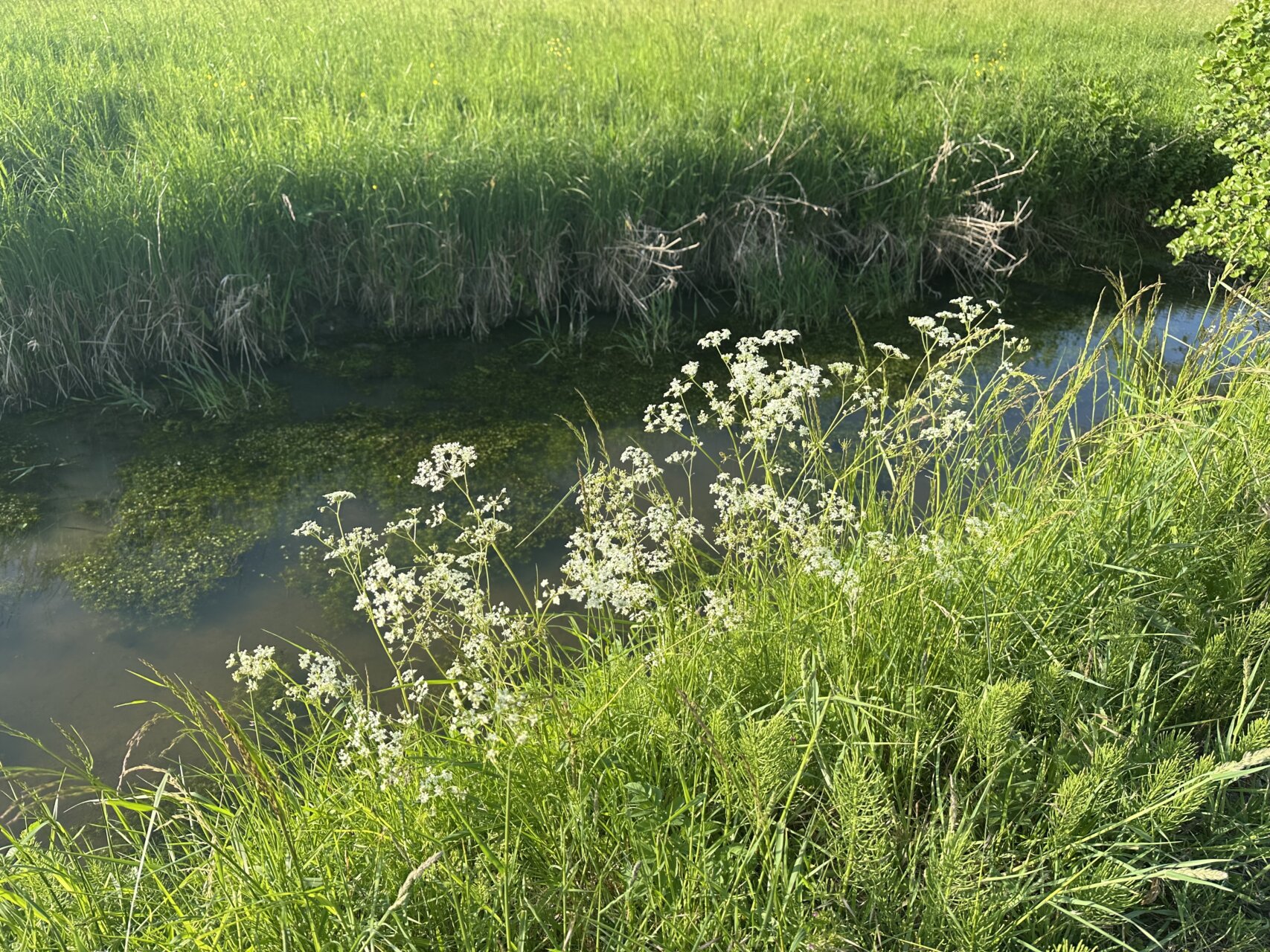 田舎暮らしにぴったり、ミネストローネという胃袋休暇スープ！