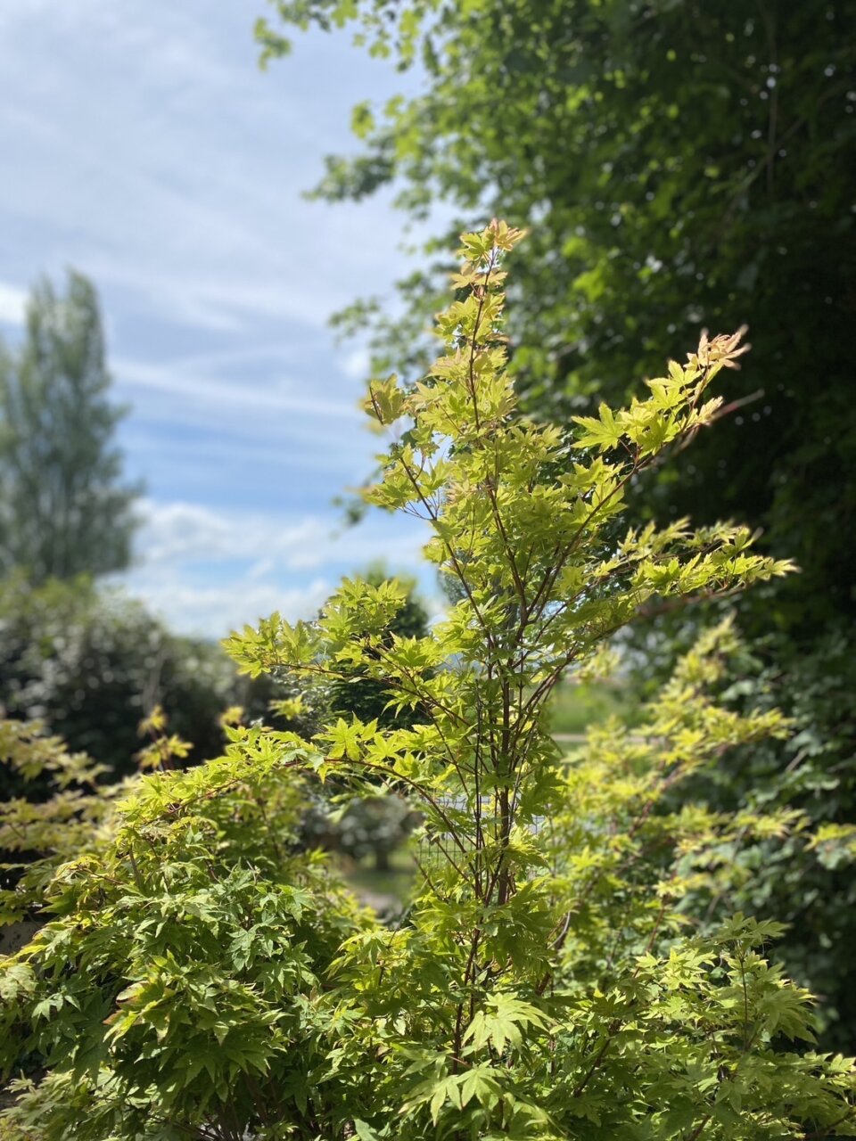裏庭にかえでを植樹からのひき肉とマッシュルームの濃厚スパゲッティ！