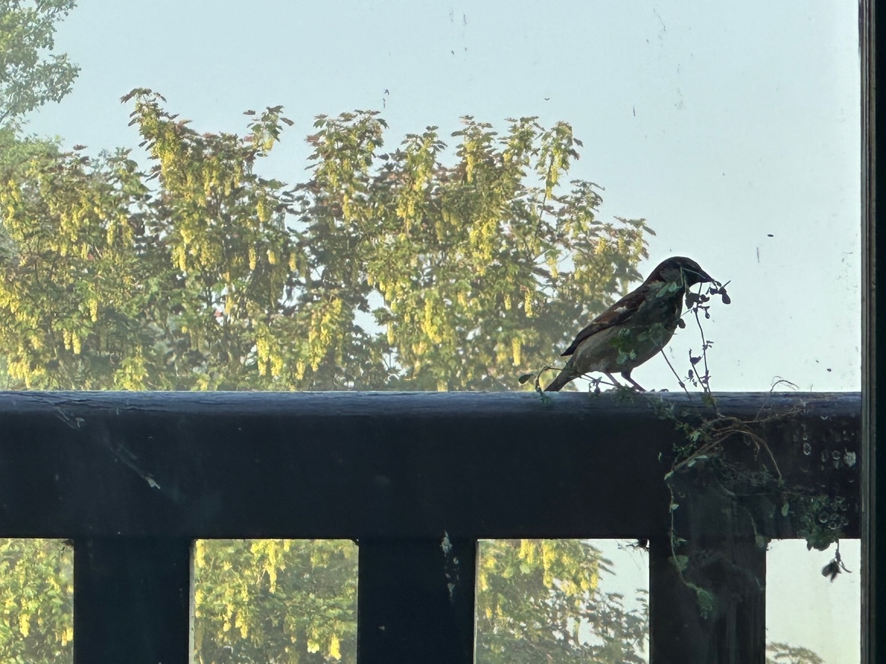 辻村だより（１）