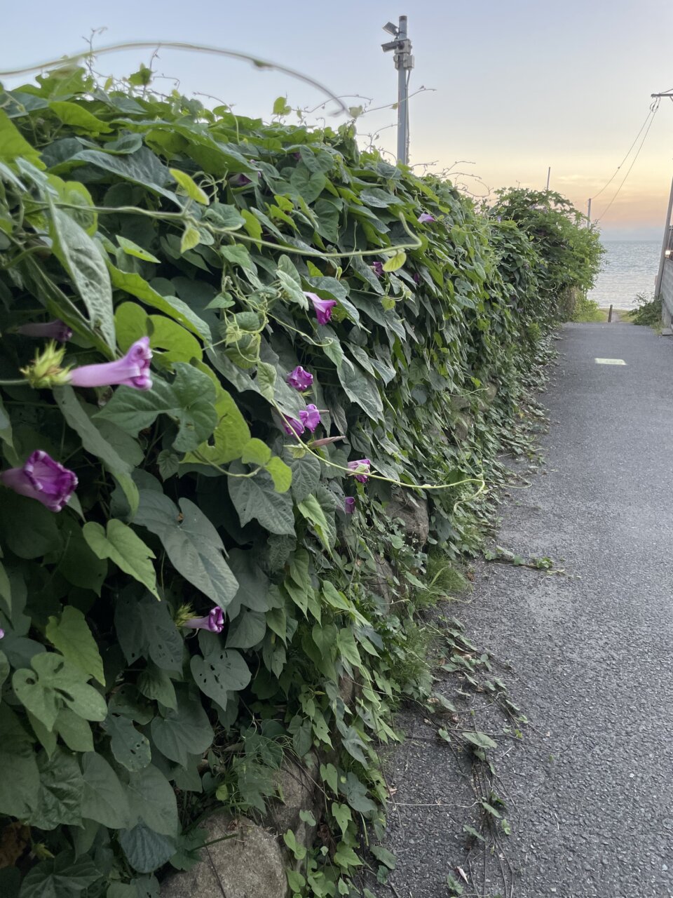 思い出の日本旅「諏訪町下海岸」