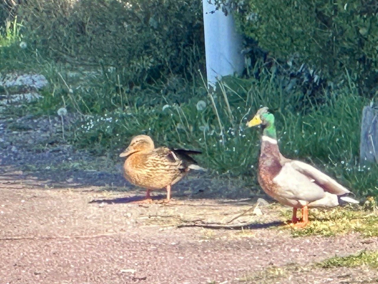 辻村相談窓口、「家族」