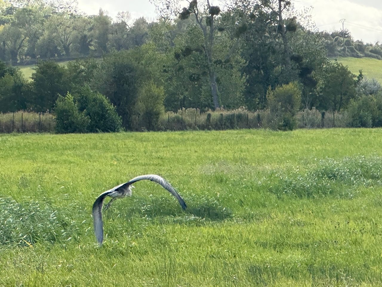 毎日が勝負飯、「しらす」