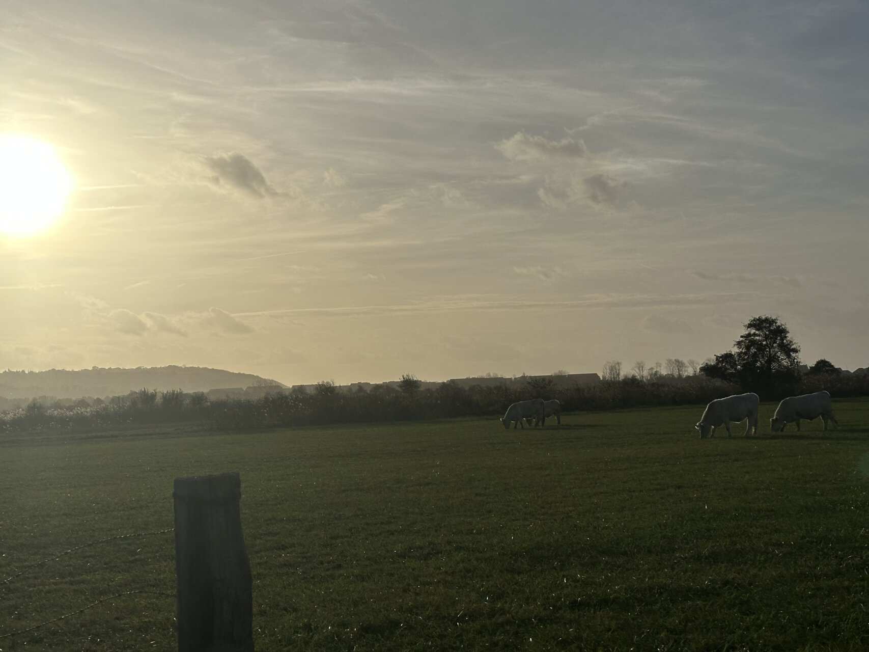 今日の献立、マッシュルームのパスタ