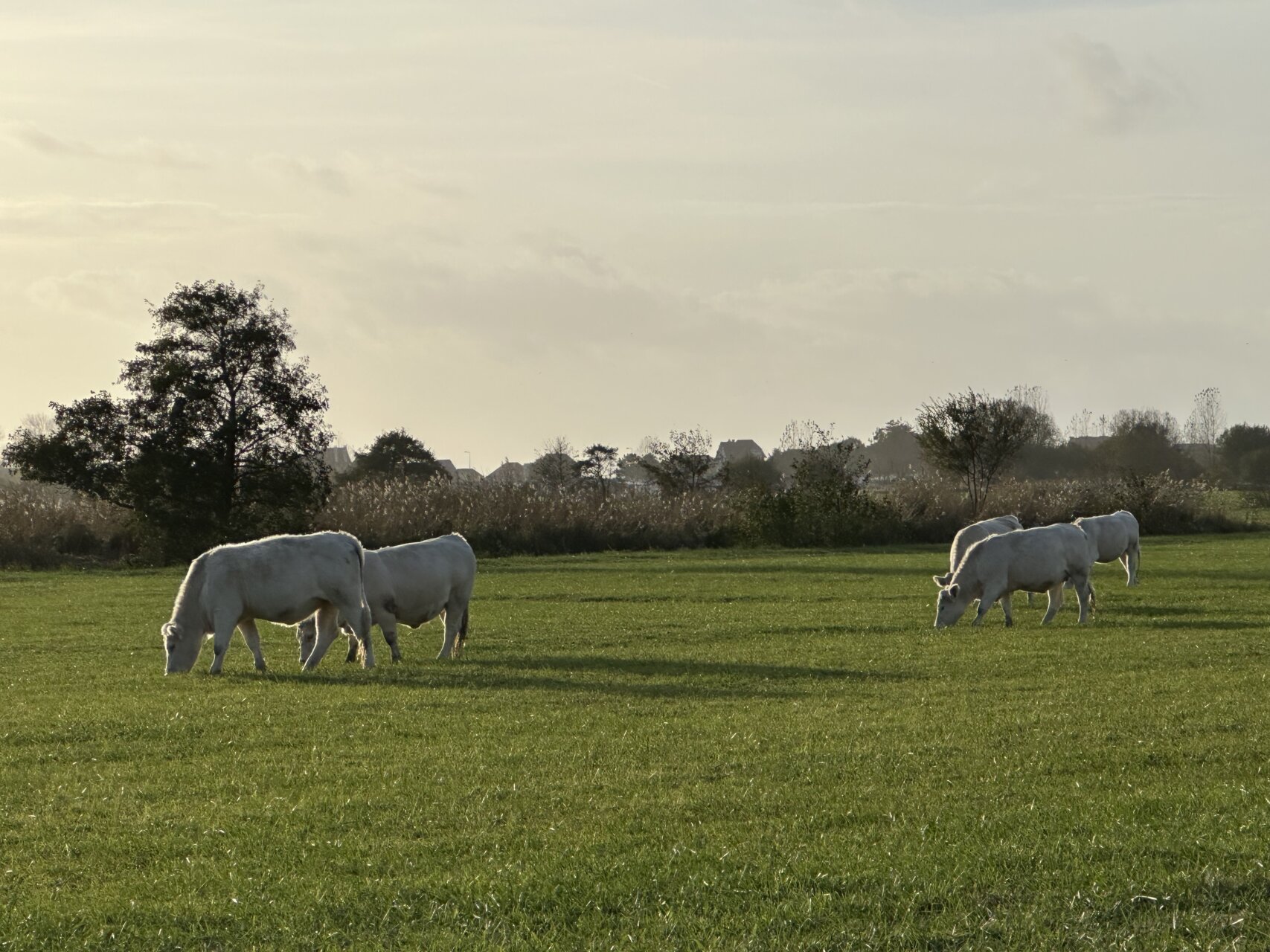 連載小説第二部完了、パリ個展終了、今、現時点の父ちゃん