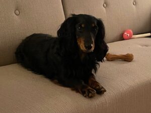 まもなくパリ個展だ、がんばれ父ちゃん！見守る愛犬。