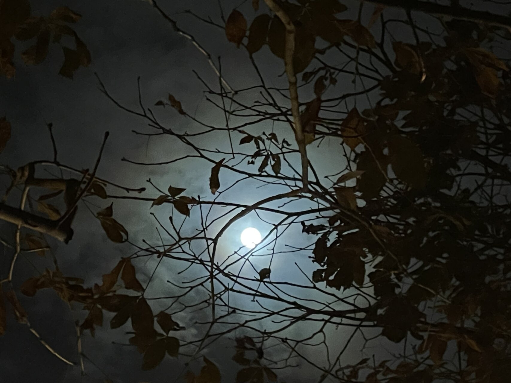 何食べているの~、父ちゃんのノルマンディ飯(タルト・ノルマンド)