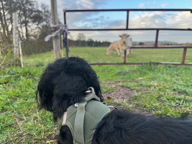 日々のことば、「急ぐべからず」