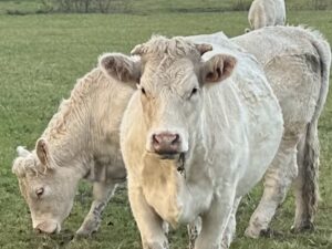 日々のことば、「急ぐべからず」