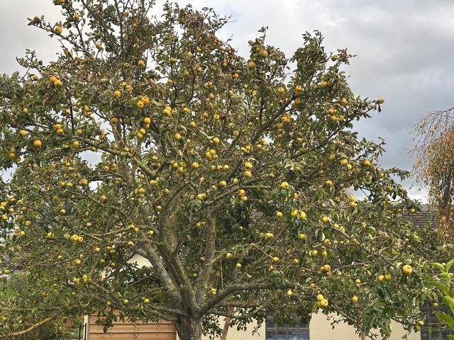 何食べているの~、父ちゃんのノルマンディ飯(タルト・ノルマンド)