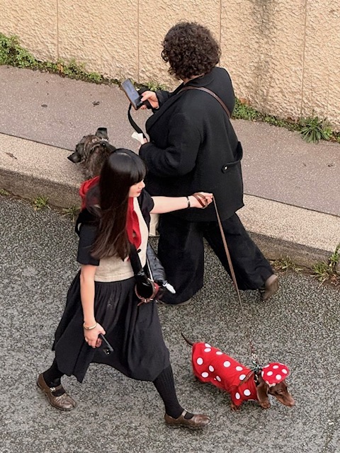 その頃、三四郎は??? ダックス大行進!