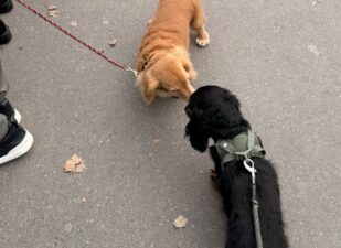 その頃、三四郎は??? ダックス大行進!