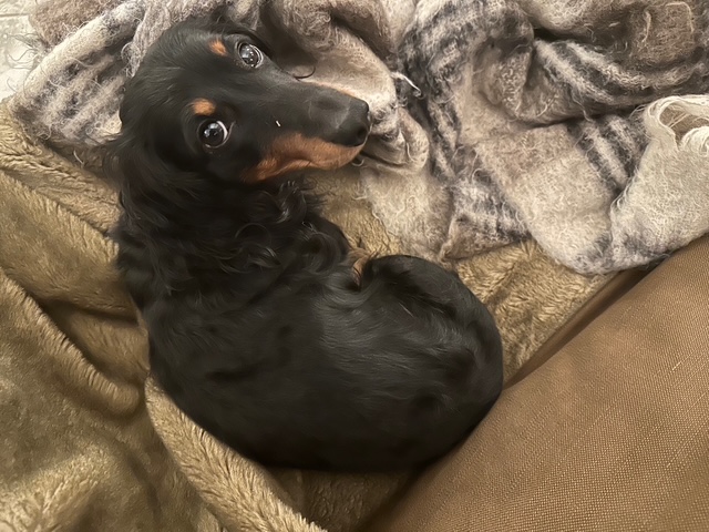 フランス田舎暮らし日記、１「暖炉で火をおこす」