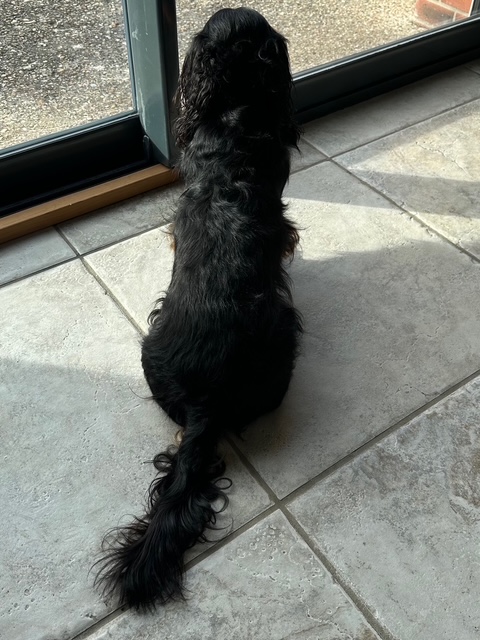 今日の献立、香ばしい焼きシューファルシ。