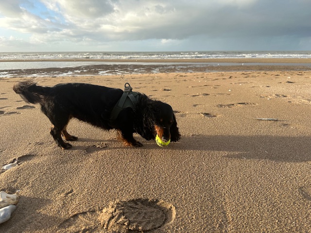 ノルマンディ日記（絶体絶命大ピンチの巻）