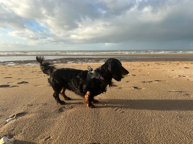 ノルマンディ日記（絶体絶命大ピンチの巻）