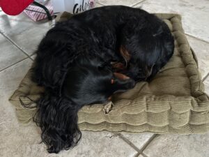 辻村だより、１１