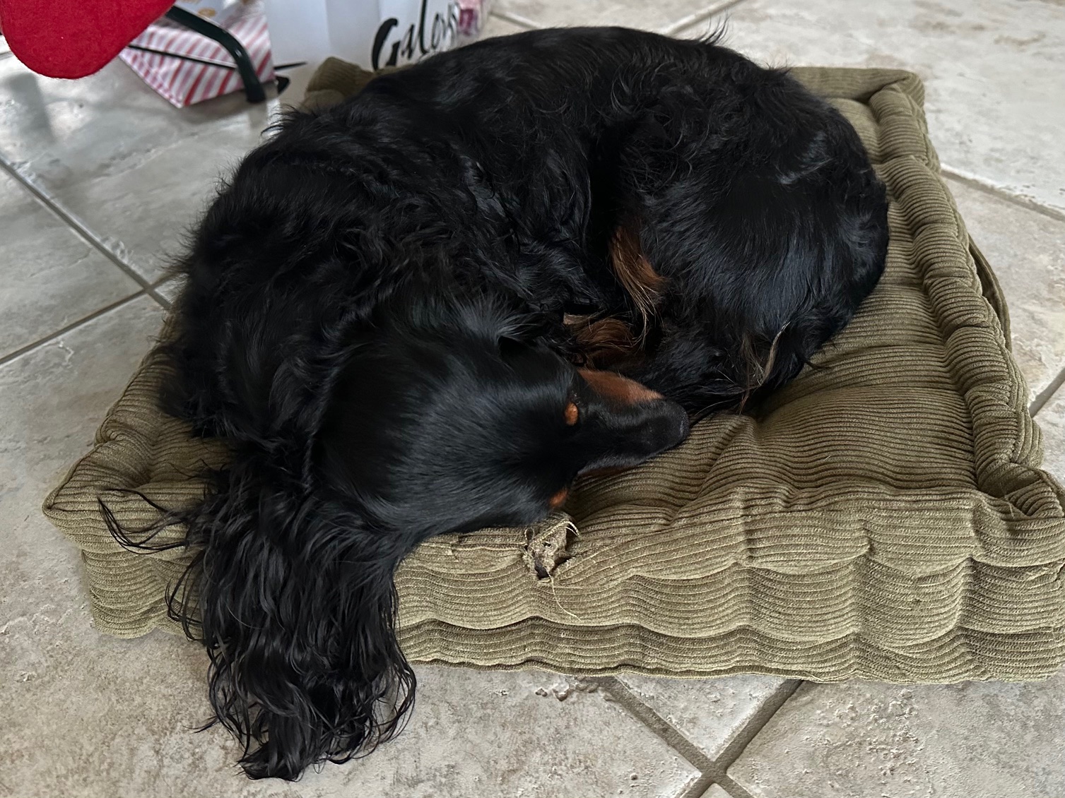 メリークリスマス！　父ちゃんからのメッセージだよ