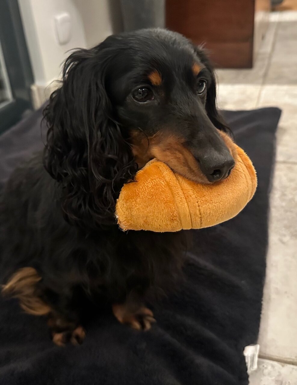 メリークリスマス！　父ちゃんからのメッセージだよ