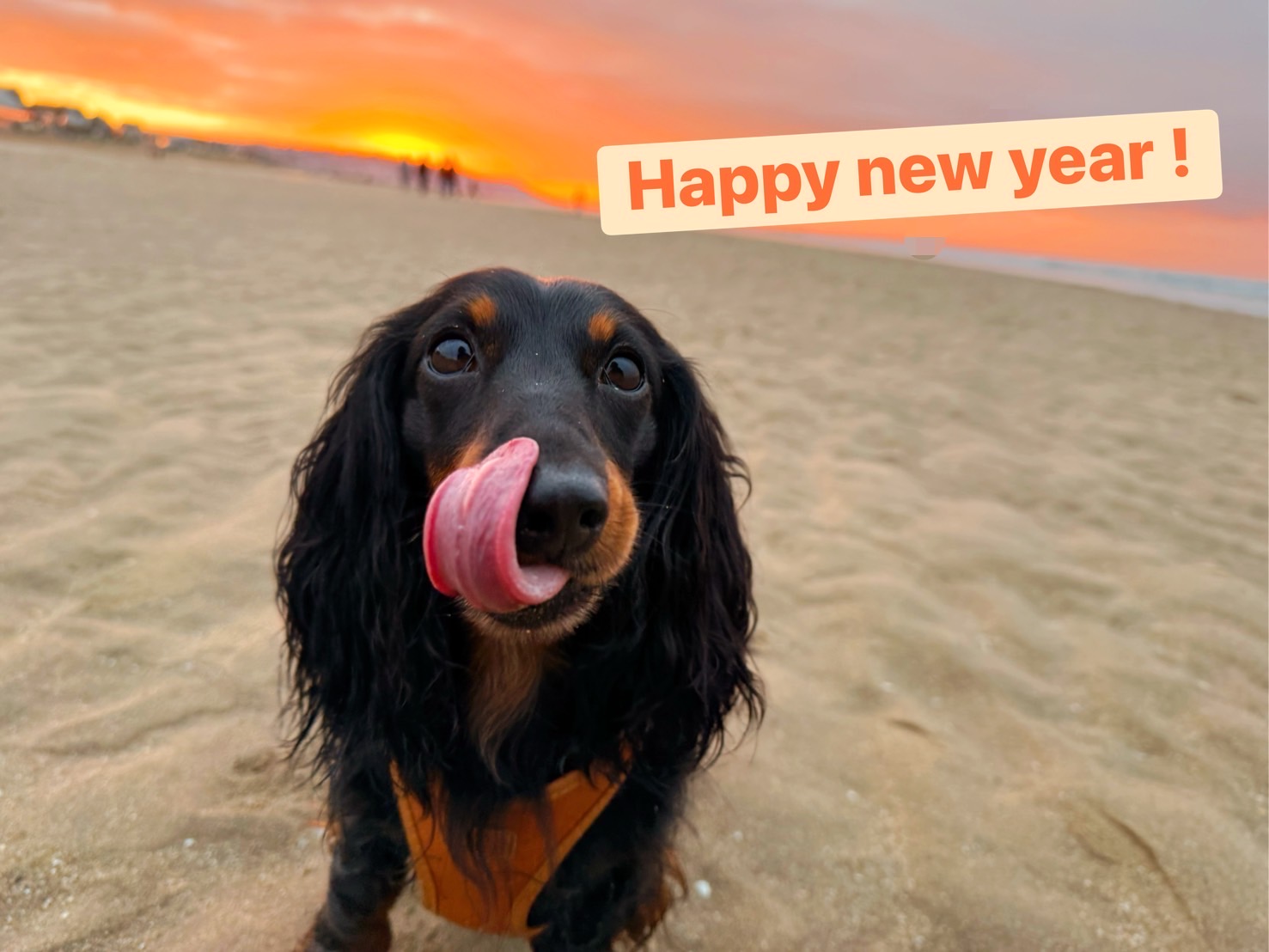 三四郎とチャールズから新春のご挨拶です!